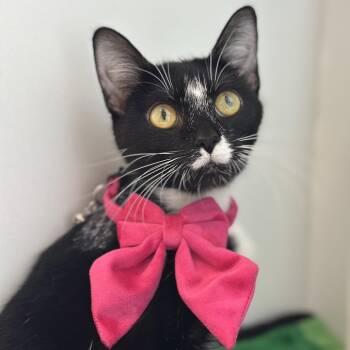 Ribbons -  Domestic Short Hair Cat for Adoption in South Elgin, Illinois - Ribbons | PetCurious
