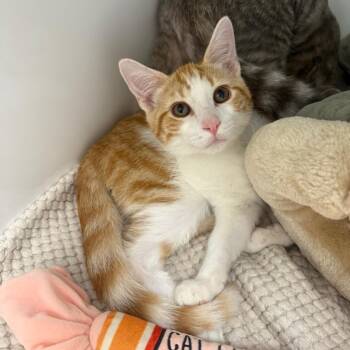 Tucker -  Tabby Cat for Adoption in Newberg, Oregon - Tucker | PetCurious