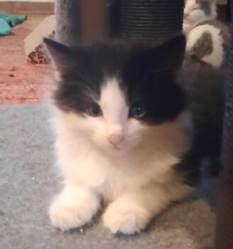 Rescue Domestic Short Hair Cats for Adoption in Hamilton, Ohio - Cauldron | PetCurious