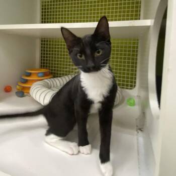 Harriet -  Domestic Short Hair Cat for Adoption in Tallahassee, Florida - Harriet | PetCurious