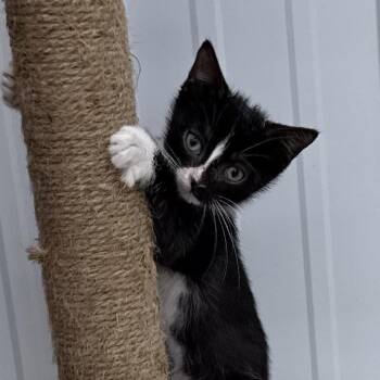 Olive -  Domestic Short Hair Cat for Adoption in Richmond, Missouri - Olive | PetCurious