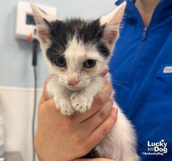 Tails -  Domestic Short Hair Cat for Adoption in Washington, District Of Columbia - Tails | PetCurious
