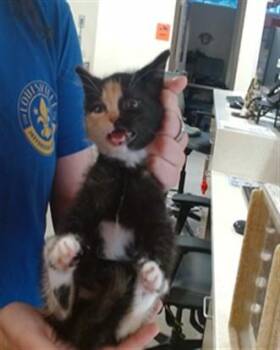 BOOMERANG -  Domestic Short Hair Cat for Adoption in Louisville, Kentucky - BOOMERANG | PetCurious
