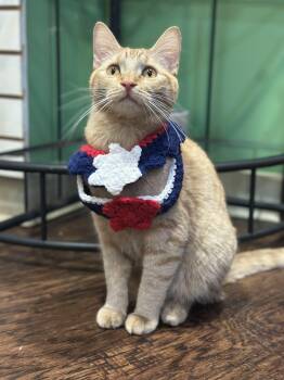 Griffin -  Domestic Short Hair Cat Available for Adoption in The Colony, Texas - Griffin | PetCurious