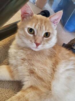 Rescue Domestic Short Hair Cats for Adoption in Hamilton, Ontario - SWEETEST SAMY | PetCurious