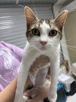 Domestic Short Hair Cats Available for Adoption in San Antonio, Texas - Rain | PetCurious