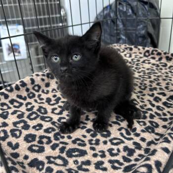 Lori 26-06-138 -  Domestic Short Hair Cat for Adoption in Bastrop, Texas - Lori 26-06-138 | PetCurious