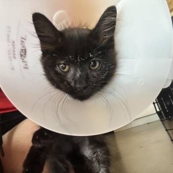NBC -  Domestic Long Hair Cat for Adoption in Leander, Texas - NBC | PetCurious