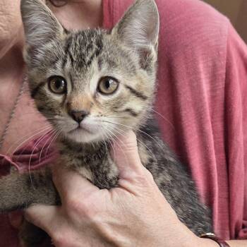 Ellis -  Domestic Short Hair Cat for Adoption in Mansfield, Connecticut - Ellis | PetCurious