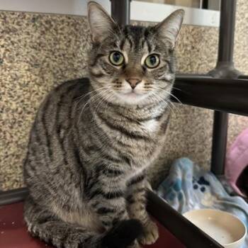 Leela -  Domestic Short Hair Cat for Adoption in Merriam, Kansas - Leela | PetCurious