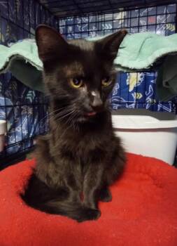 Bizzy -  Domestic Medium Hair Cat for Adoption in Lemoyne, Pennsylvania - Bizzy | PetCurious