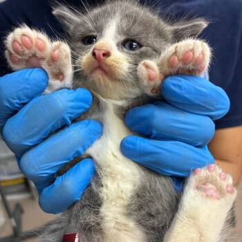 Thumbillion -  Domestic Medium Hair Cat for Adoption in Newark, New Jersey - Thumbillion | PetCurious