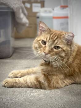 Rusty CP 4335 -  Domestic Long Hair Cat for Adoption in Dallas, Texas - Rusty CP 4335 | PetCurious