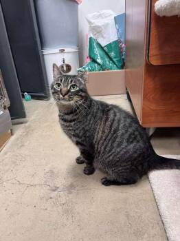 Meatloaf -  Domestic Short Hair Cat for Adoption in St. Cloud, Florida - Meatloaf | PetCurious