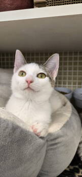 Rescue Domestic Short Hair Cats for Adoption in Dublin, Ohio - Romeo | PetCurious