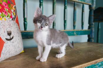 Rescue Domestic Short Hair Cats for Adoption in San Antonio, Texas - Melody | PetCurious