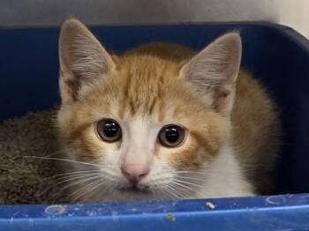 Domestic Short Hair Cats Available for Adoption in Martinez, California - ORANGE JULIUS | PetCurious
