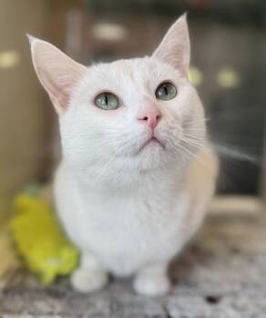 Domestic Short Hair Cats Available for Adoption - EGGNOG | PetCurious