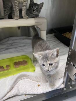 Flower - At shelter -  Domestic Short Hair Cat for Adoption in Rustburg, Virginia - Flower - At Shelter | PetCurious