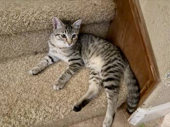 Jack -  Domestic Short Hair Cat for Adoption in Gilroy, California - Jack | PetCurious