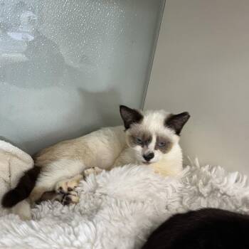 Reposado -  Siamese Cat for Adoption in Jupiter, Florida - Reposado | PetCurious