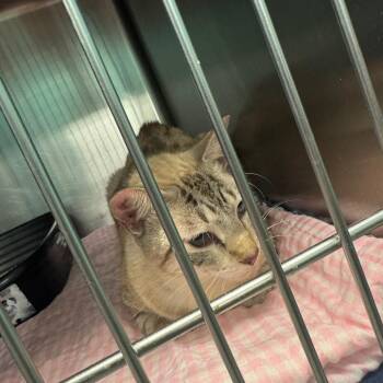 One Fish -  Domestic Medium Hair Cat for Adoption in Lake Jackson, Texas - One Fish | PetCurious