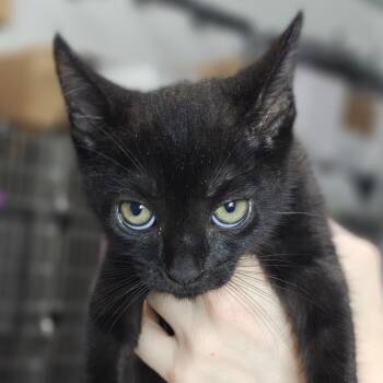 Zimbo -  Domestic Short Hair Cat for Adoption in Pompano Beach, Florida - Zimbo | PetCurious