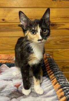 Stevie Nicks -  Calico Cat for Adoption in Southern Pines, North Carolina - Stevie Nicks | PetCurious