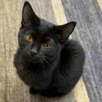 Rescue Domestic Short Hair Cats for Adoption in Brevard, North Carolina - Carmen Sandiego | PetCurious