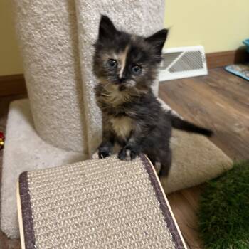 Domestic Medium Hair Cats Available for Adoption in Big Rapids, Michigan - Winnie | PetCurious
