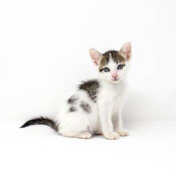 Grouse -  Domestic Short Hair Cat for Adoption in Florence, Arizona - Grouse | PetCurious