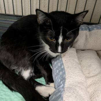 Domestic Short Hair Cats Available for Adoption in Toms Brook, Virginia - Skunk | PetCurious