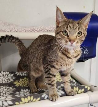Rescue Domestic Short Hair Cats for Adoption in Butte, Montana - Condor | PetCurious