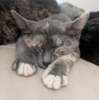 Biscuits -  Domestic Short Hair Cat for Adoption in Phoenix, Arizona - Biscuits | PetCurious