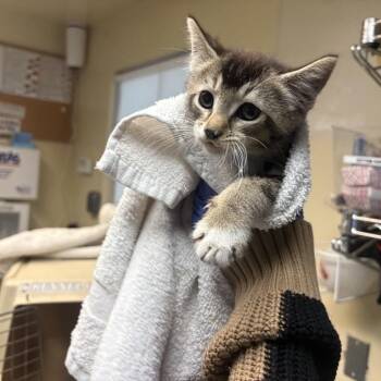 Domestic Short Hair Cats Available for Adoption in Pasadena, California - Lilo | PetCurious