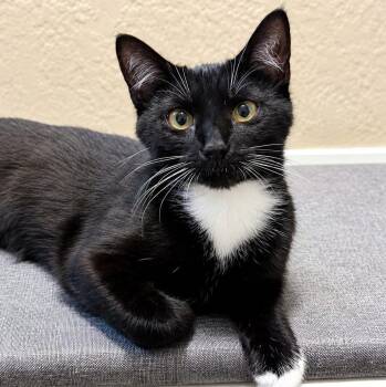 Dee -  Domestic Short Hair Cat Available for Adoption - Dee | PetCurious