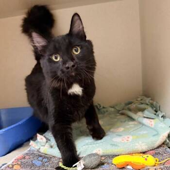 Crusade -  Domestic Medium Hair Cat for Adoption in Great Falls, Montana - Crusade | PetCurious