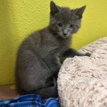 Domestic Short Hair Cats Available for Adoption in Fresno, California - Silver | PetCurious