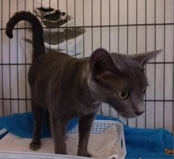 Franziska -  Russian Blue and Domestic Short Hair Cat for Adoption in West Memphis, Arkansas - Franziska | PetCurious