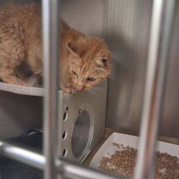 Elf 26-09-144 -  Domestic Short Hair Cat for Adoption in Bastrop, Texas - Elf 26-09-144 | PetCurious