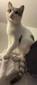 Rescue Domestic Short Hair Cats for Adoption in Taycheedah, Wisconsin - Georgia | PetCurious