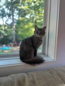 Denim Lace26 -  Domestic Medium Hair Cat for Adoption in Youngsville, North Carolina - Denim Lace26 | PetCurious