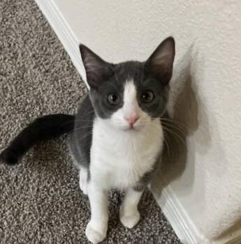 Angela - The Office Litter -  Russian Blue Cat for Adoption in Anthem, Arizona - Angela - The Office Litter | PetCurious