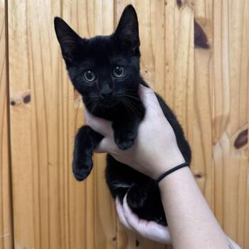 Midnight Snack -  Domestic Short Hair Cat for Adoption in Waco, Texas - Midnight Snack | PetCurious