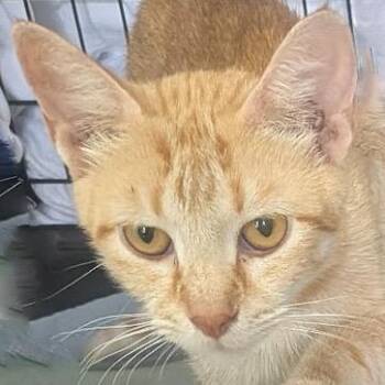 Honey Llanos -  Domestic Short Hair Cat for Adoption in Merrifield, Virginia - Honey Llanos | PetCurious