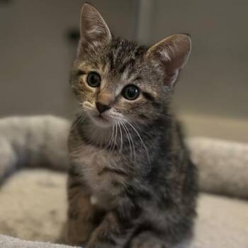 Harley -  Domestic Short Hair Cat for Adoption in NEW PT RICHEY, Florida - Harley | PetCurious