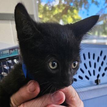 Rescue Domestic Short Hair Cats for Adoption in Montgomery, Alabama - Jack | PetCurious