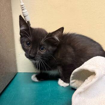 Tres Leches -  Domestic Short Hair Cat for Adoption in Pasadena, California - Tres Leches | PetCurious