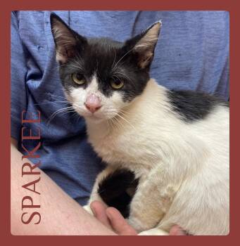 SPARKEE -  Tabby Cat for Adoption in Lawton, Oklahoma - SPARKEE | PetCurious