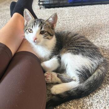 Zena -  Domestic Short Hair Cat for Adoption in Mondovi, Wisconsin - Zena | PetCurious
